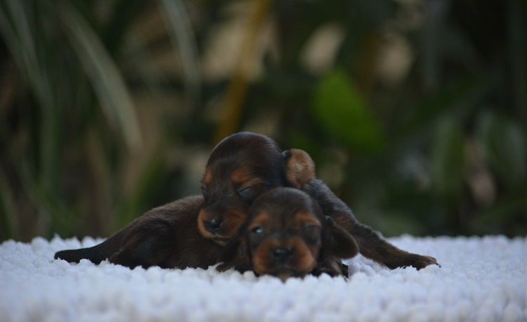 du Chevalier Gascon - Chiots disponibles - Teckel poil long