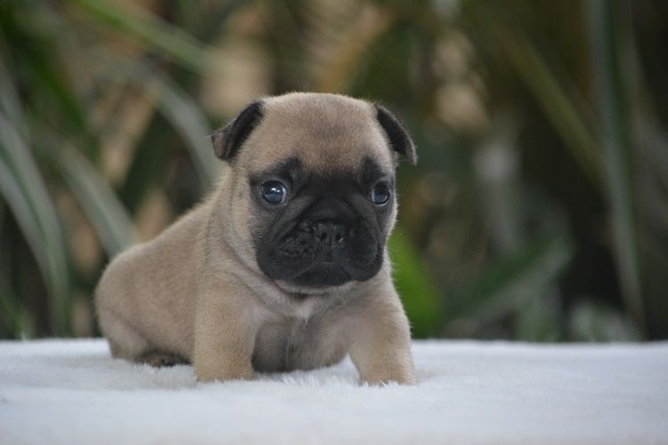 du Chevalier Gascon - Chiots disponibles - Bouledogue français