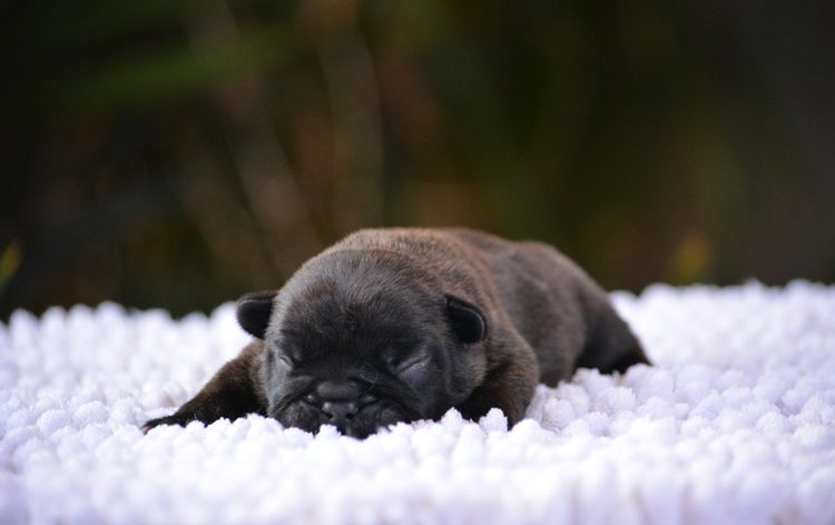 du Chevalier Gascon - Chiots disponibles - Bouledogue français