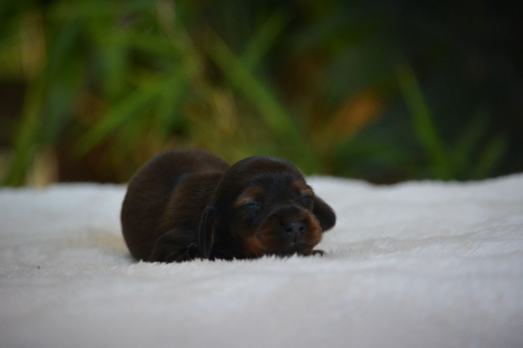 du Chevalier Gascon - Chiots disponibles - Teckel poil long