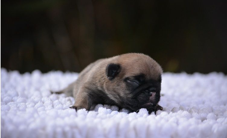 du Chevalier Gascon - Chiots disponibles - Bouledogue français