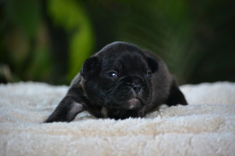 du Chevalier Gascon - Chiots disponibles - Bouledogue français