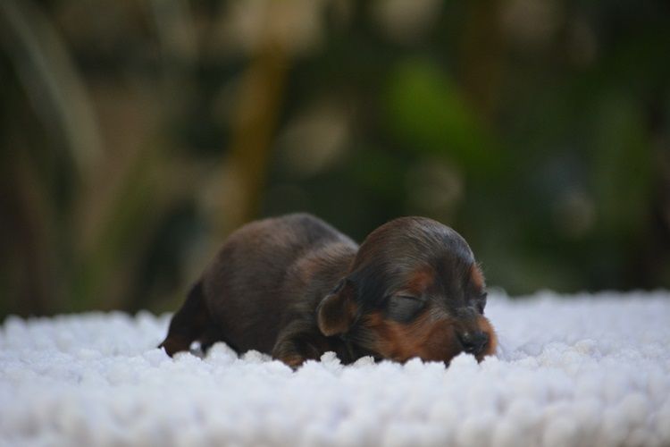 du Chevalier Gascon - Chiots disponibles - Teckel poil long