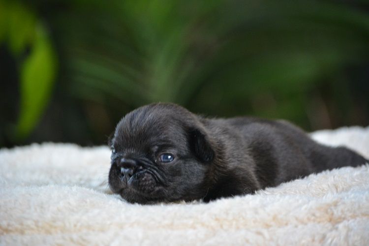 du Chevalier Gascon - Chiots disponibles - Bouledogue français