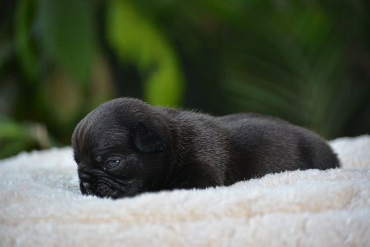du Chevalier Gascon - Chiots disponibles - Bouledogue français