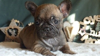 Sacrée Dom Deveraux