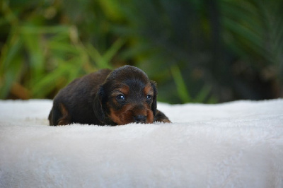 ACHILLE