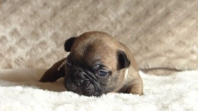 Séduisante Sarah Curtis