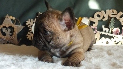 Superbe Fallon Carrington