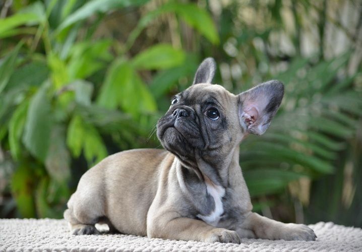 Chiot Bouledogue français du Chevalier Gascon