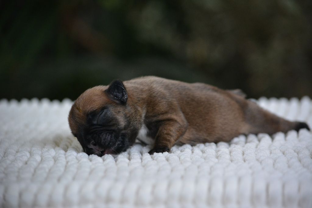 du Chevalier Gascon - Chiots disponibles - Bouledogue français