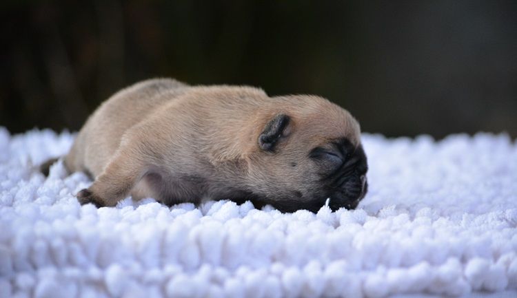 Chiot Bouledogue français du Chevalier Gascon