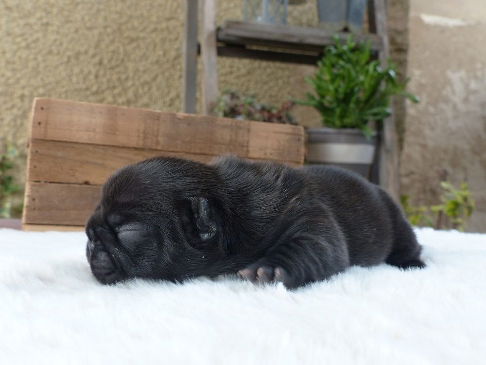 Chiot Bouledogue français du Chevalier Gascon