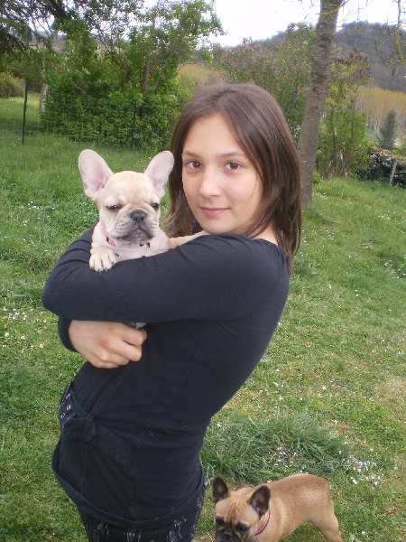 du Chevalier Gascon - Bouledogue français - Portée née le 07/02/2009