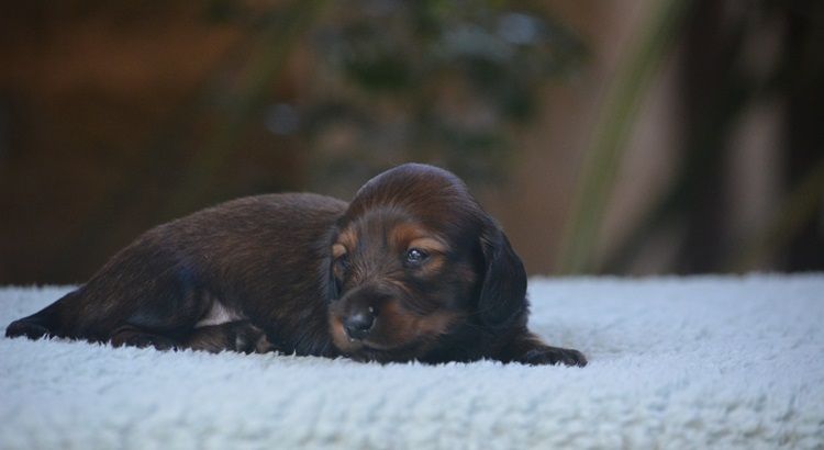 du Chevalier Gascon - Chiots disponibles - Teckel poil long