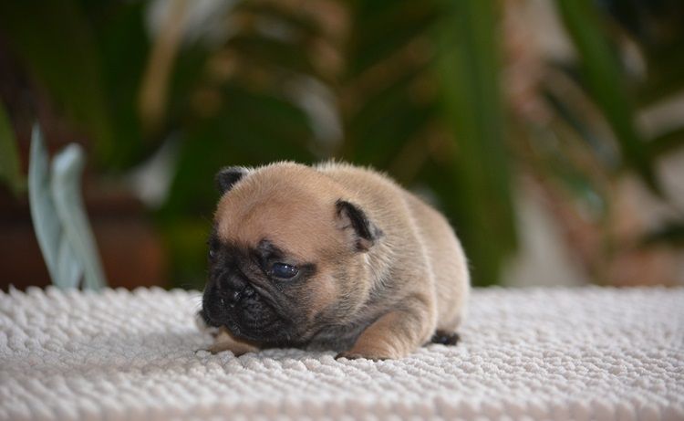 du Chevalier Gascon - Chiots disponibles - Bouledogue français