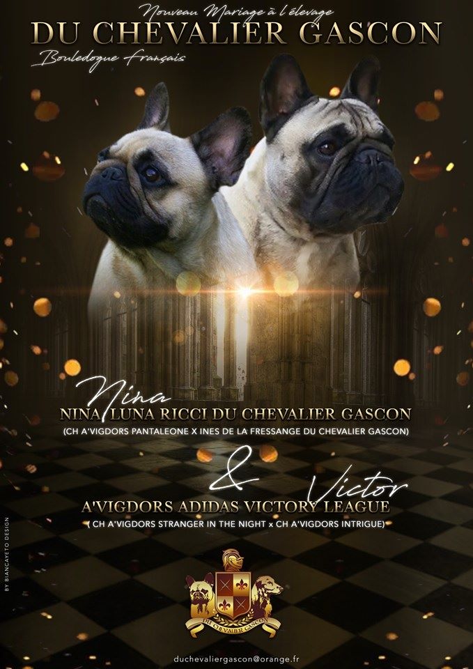du Chevalier Gascon - Bouledogue français - Portée née le 15/04/2020