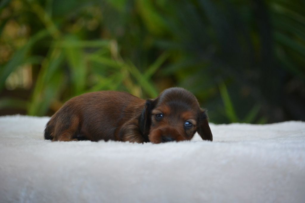 du Chevalier Gascon - Chiots disponibles - Teckel poil long