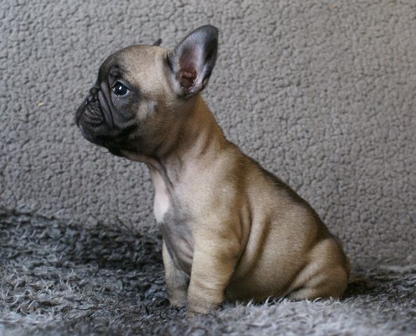 Chiot Bouledogue français du Chevalier Gascon