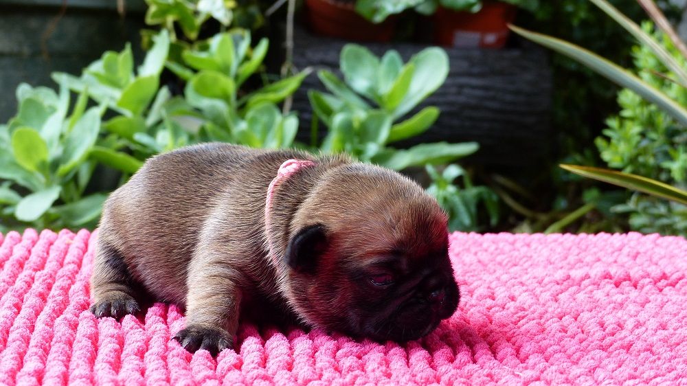 Chiot Bouledogue français du Chevalier Gascon