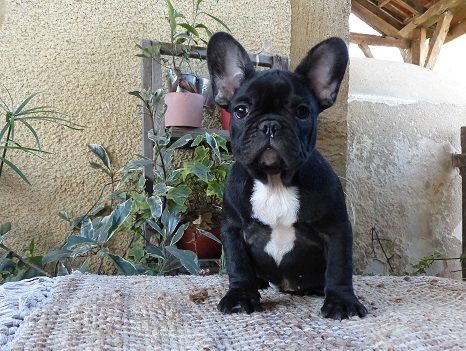 Chiot Bouledogue français du Chevalier Gascon
