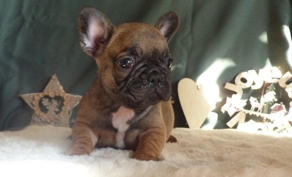 du Chevalier Gascon - Bouledogue français - Portée née le 29/10/2021