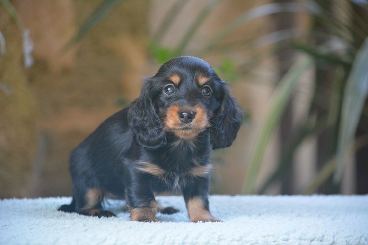 du Chevalier Gascon - Chiots disponibles - Teckel poil long