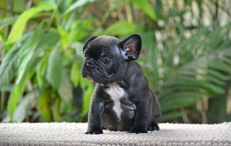 du Chevalier Gascon - Chiots disponibles - Bouledogue français