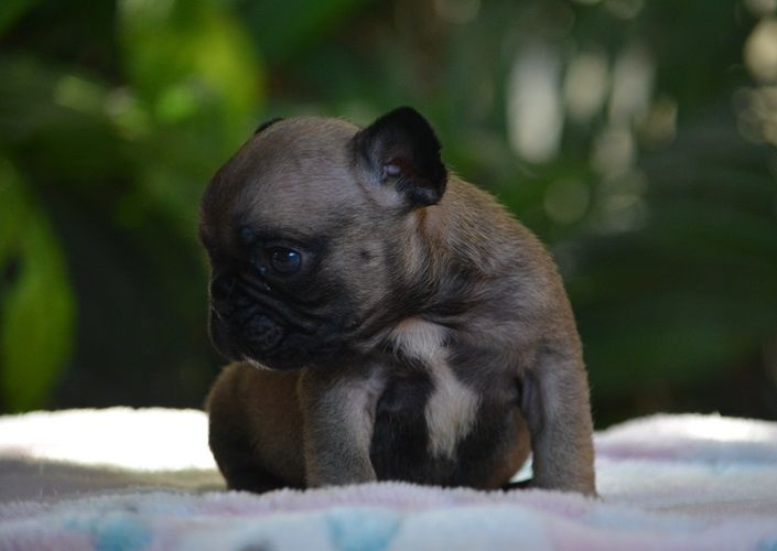 du Chevalier Gascon - Chiots disponibles - Bouledogue français