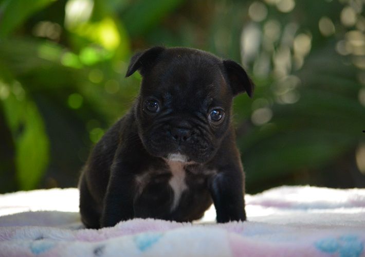 du Chevalier Gascon - Chiots disponibles - Bouledogue français