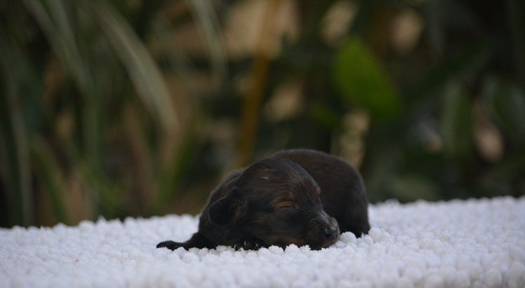 du Chevalier Gascon - Chiots disponibles - Teckel poil long