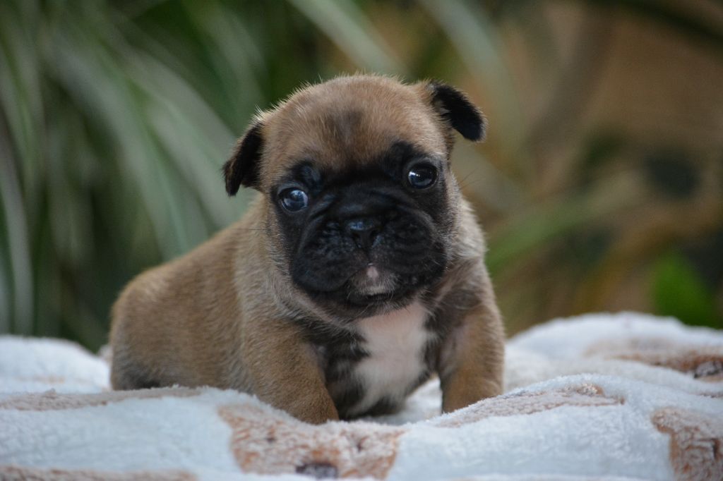 du Chevalier Gascon - Chiots disponibles - Bouledogue français