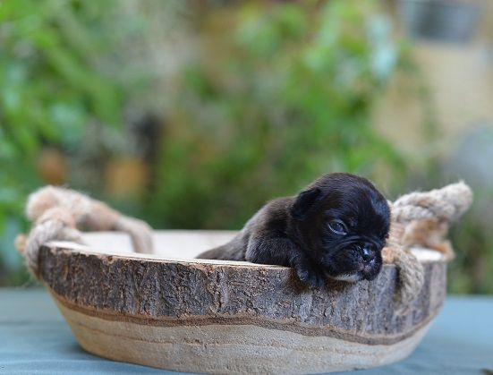 du Chevalier Gascon - Bouledogue français - Portée née le 21/07/2022