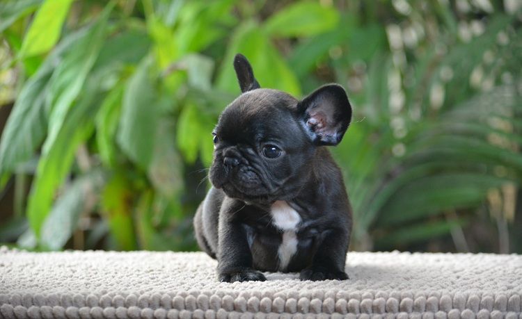 du Chevalier Gascon - Chiots disponibles - Bouledogue français
