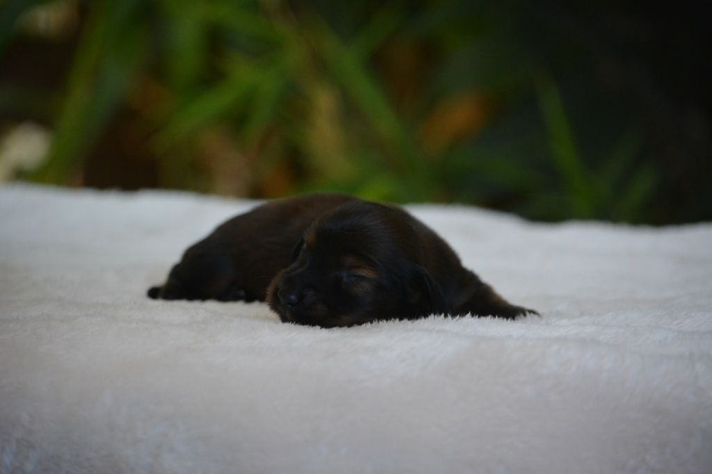 du Chevalier Gascon - Chiots disponibles - Teckel poil long