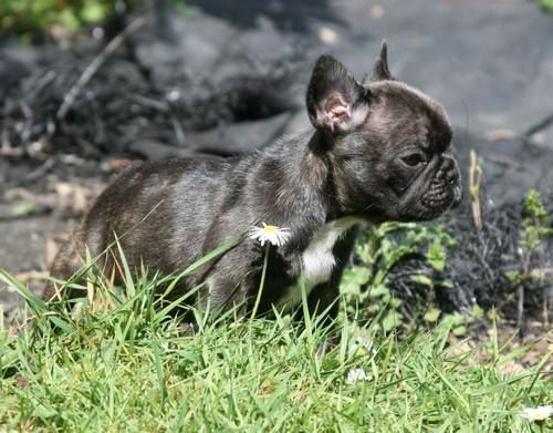 du Chevalier Gascon - Bouledogue français - Portée née le 19/02/2017