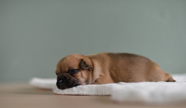 Chiot Bouledogue français du Chevalier Gascon