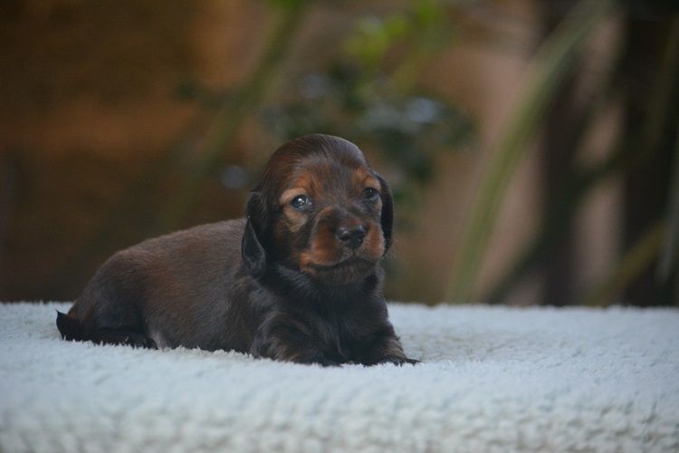 du Chevalier Gascon - Chiots disponibles - Teckel poil long