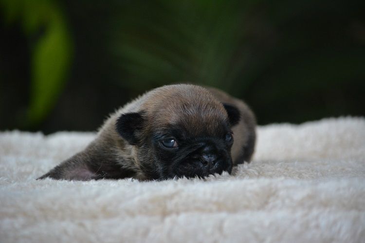 du Chevalier Gascon - Chiots disponibles - Bouledogue français