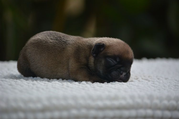 du Chevalier Gascon - Chiots disponibles - Bouledogue français