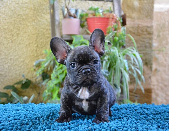 du Chevalier Gascon - Bouledogue français - Portée née le 15/06/2023