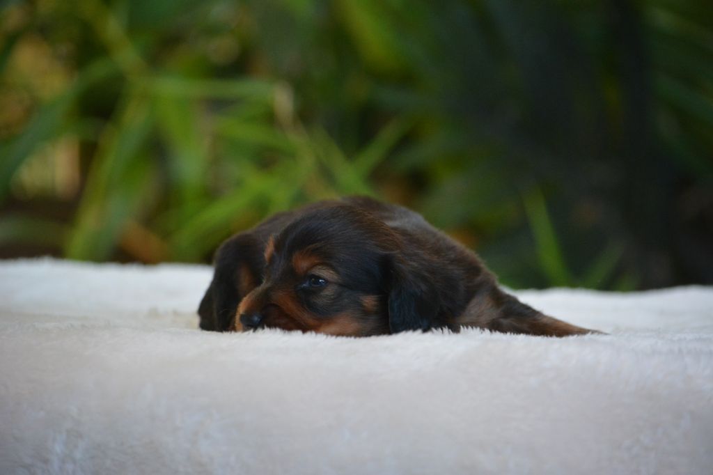 du Chevalier Gascon - Chiots disponibles - Teckel poil long