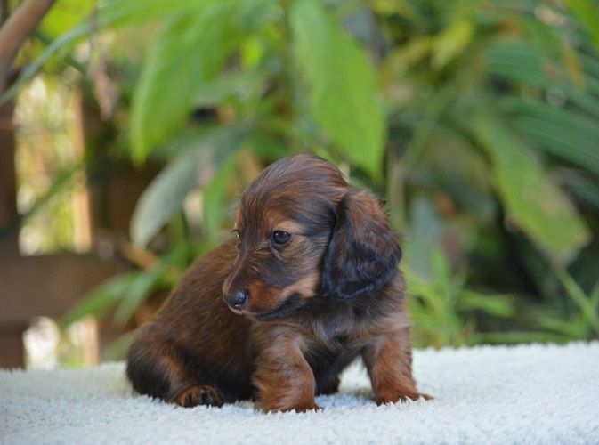 du Chevalier Gascon - Chiots disponibles - Teckel poil long