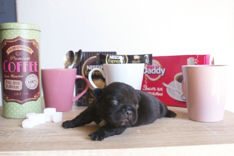 Chiot Bouledogue français du Chevalier Gascon