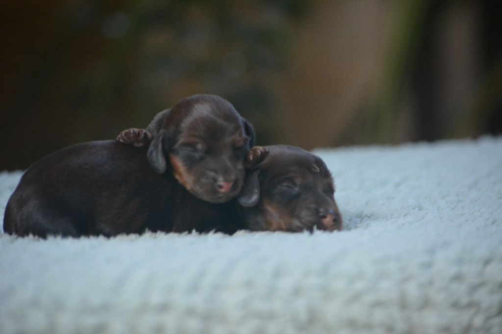 du Chevalier Gascon - Chiots disponibles - Teckel poil long