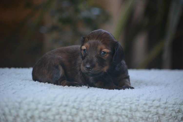 du Chevalier Gascon - Chiots disponibles - Teckel poil long